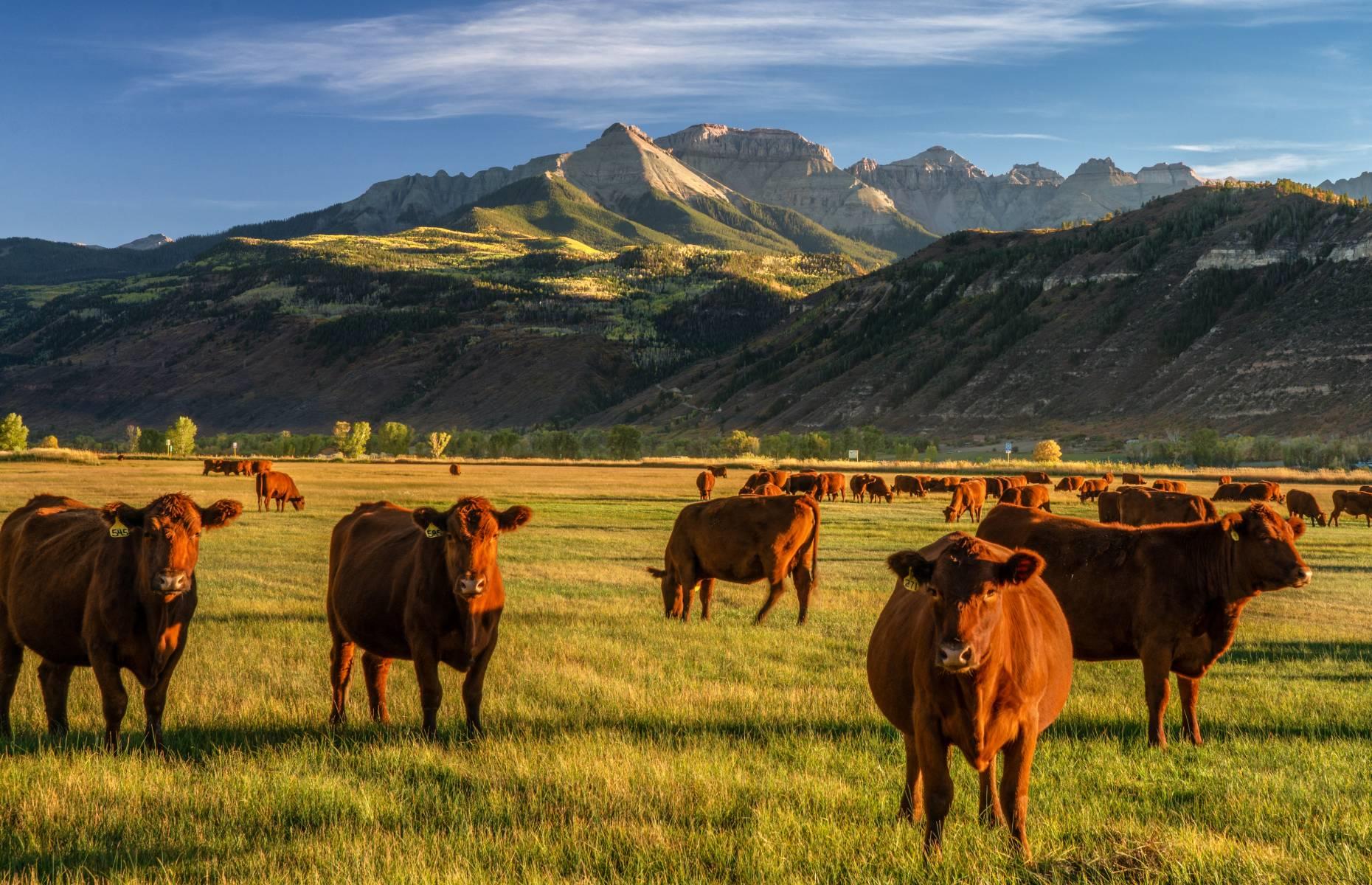 20. Colorado: $9.2 billion